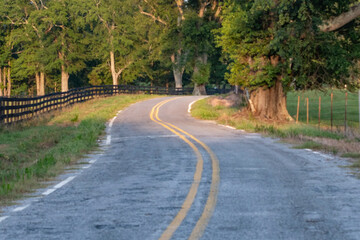 Curvy tree-line road background