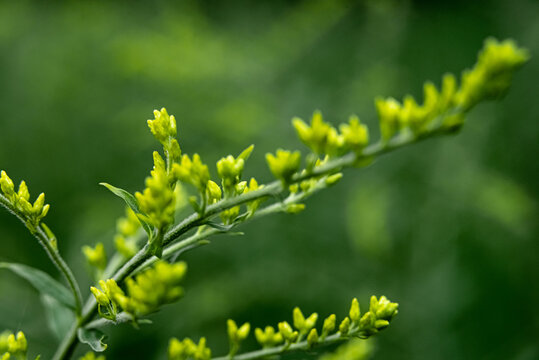 Plant branch with yellow flowers on blurred green nature background