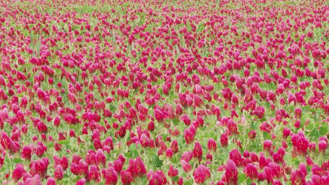 Field of blossoming crimson clover and flying bees gathering pollen, panning camera. Spring in agriculture. Erosion control plants. Meadow of Entomophilic italian clovers. Good luck, good omen concept