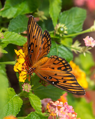 Moth on lantana