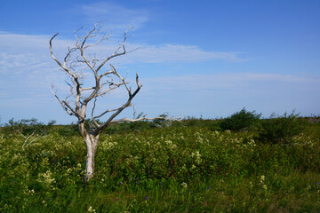 lonely dead tree in field