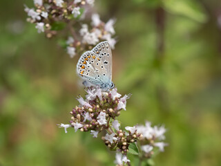 Bläuling auf Blüte