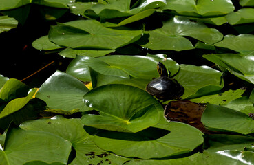 Turtle on lily pad leaf in the pond.