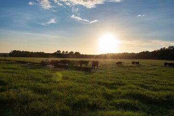 Fototapeta premium Stocker cattle in silouhette around trough backlit in pasture