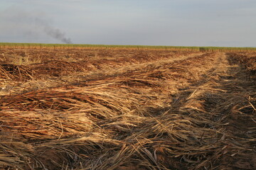 CANA-DE-A&Ccedil;&Uacute;CAR