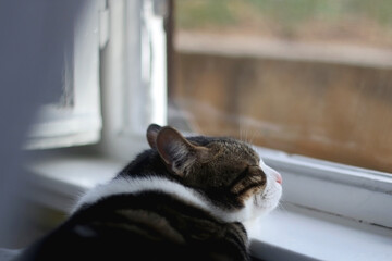 Cute tabby cat sleeping on a window sill. Selective focus.