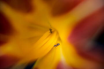 An ant is crawling inside an orange with reddish tints of a lily flower bud