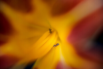 An ant is crawling inside an orange with reddish tints of a lily flower bud