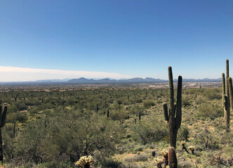 saguaro cactus in arizona desert