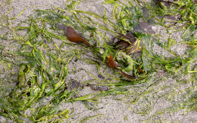 Seaweed washed onto a sandy beach tangled up in a natural pattern.