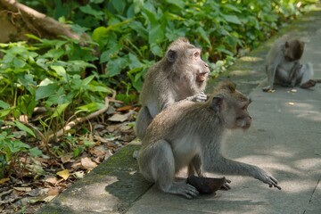 Macaque monkeys in the Monkey Forest of Bali.