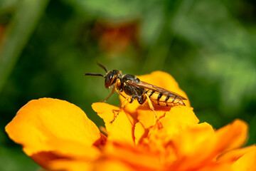 Striped wasp on an orange flower bud