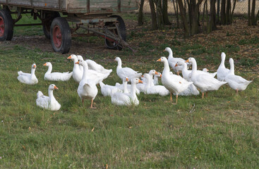 a group of  white geese on a field