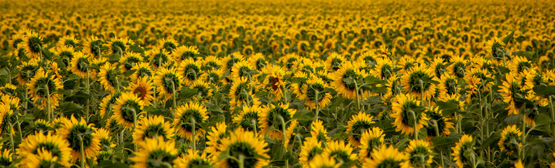 Sunflower field, hats facing the sunrise