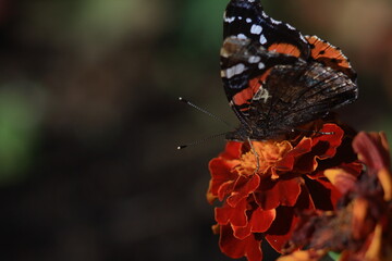 Red Admiral Butterfly (Vanessa atalanta) on marygold flower.
