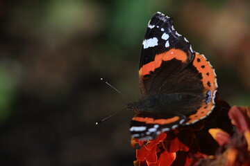 Red Admiral Butterfly (Vanessa atalanta) on marygold flower.