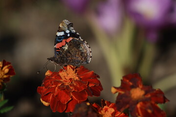 Red Admiral Butterfly (Vanessa atalanta) on marygold flower.