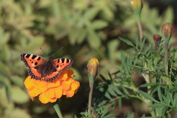 Painted Lady Butterfly (Vanessa cardui) on marygold flower.