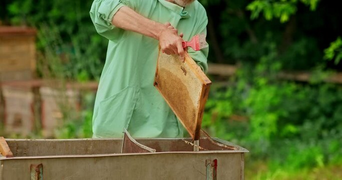 Beekeeper removes the beading from the honeycomb, preparing for pumping honey. Beekeeper works in the apiary. 4k, 10bit, ProRes