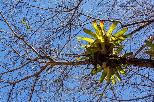 Brom&eacute;lia IMG_3748
