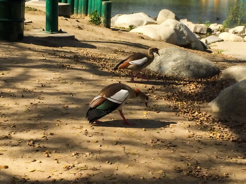 Mallard Duck Looking For Food In A Whittier Narrows Recreation Area In Los Angeles California