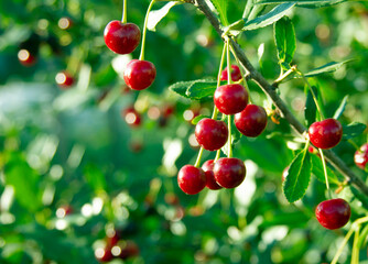 Cherry branch. Red ripe berries on the cherry tree. Green background. Crop time