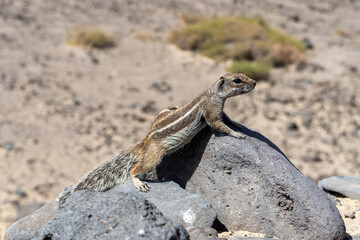 The Barbary ground squirrel (Atlantoxerus getulus). Fuerteventura. Canary Islands. Spain.