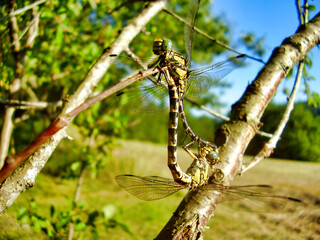 Close up of a pair of Club-tailed Dragonflies (Gomphus vulgatissimus) mating