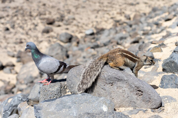 The Barbary ground squirrel (Atlantoxerus getulus). Fuerteventura. Canary Islands. Spain.