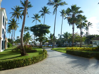 palm trees in the park of barcelona