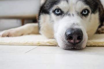 A Siberian husky dog lies on the floor in a living room.