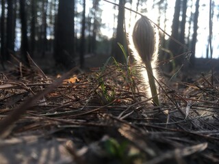 Obraz premium mushrooms in the forest