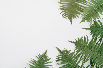 Obraz premium Fern botanical background, view from above, flat lay