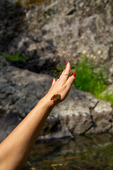 Butterflies sit on objects