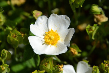 日なたのロックローズ・シスタス（ゴジアオイ）