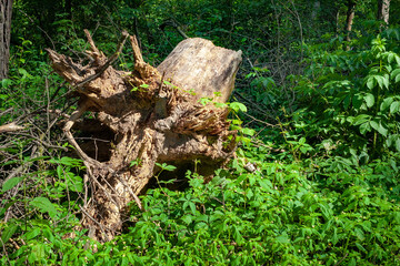 An uprooted stump in a forest glade. Felled old trees in the forest.
