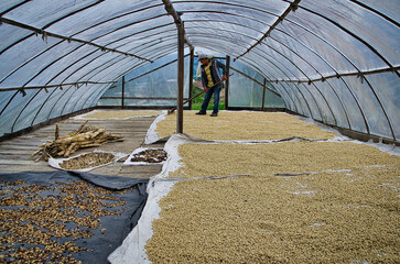 Secado de caf&eacute;