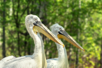 Two graceful white pelicans. Twins. Huge beak. Close profile view