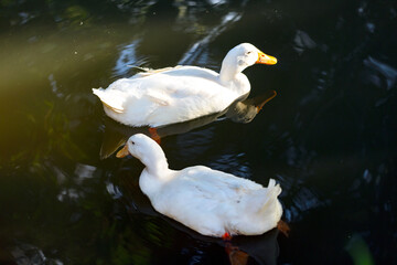 Beautiful white duck close up, the duck swims in dark water with reflections.