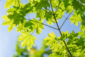 Spitzahorn Blätterdach im Spätsommer