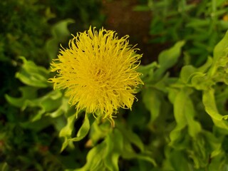 yellow dandelion flower