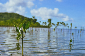 reeds on the water