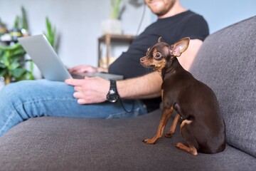 Small dog toy terrier looking at camera, male pet owner sitting on couch with laptop