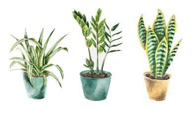 flower in a pot hand draw watercolor. Sansevieria watercolor in a pot.  chlorophytum watercolor in a pot. zamioculcas watercolor in a pot.  Set houseplant
