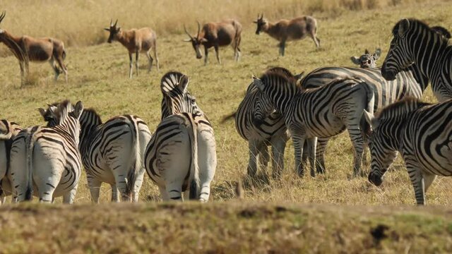 Plains Zebra in Natural Habitat, South Africa