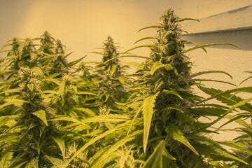 Growing medical marijuana in an indoor, flowers with lots of resin and good green.