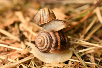 snail on snail
