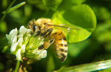 Pszczoła na kwiatku, zbliżenie , pszczółka