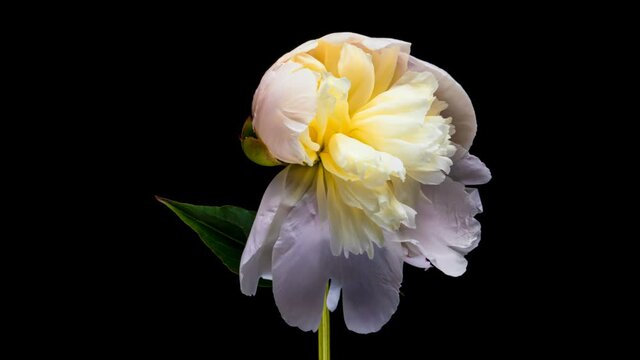 Beautiful white Peony on white background. Blooming peony flower open, time lapse, close-up. Wedding backdrop, Valentine's Day concept. 4K video timelapse