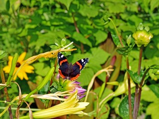 Motyl admirał